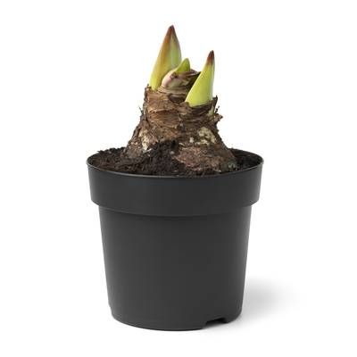 Amaryllis blanc/ rouge, 1 bulbe