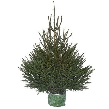 Naudet - Pépinières Sapin en pot  Epicea Excelsa Naturel, 125/150 cm