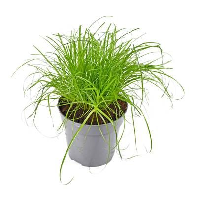 Herbe à Chat, 1  pot