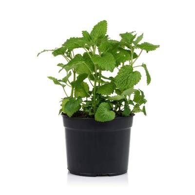 Menthe Biologique (petit), 1 Pot