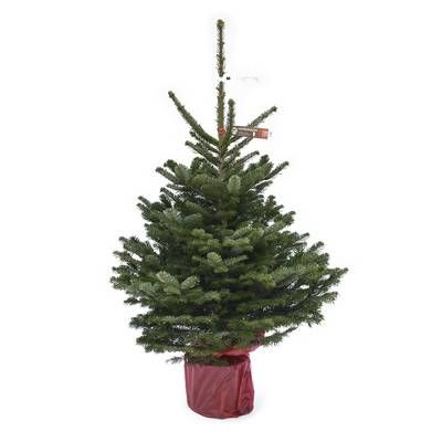 Naudet - Pépinières Sapin en pot Nordmann Naturel en pot, 125/150 cm