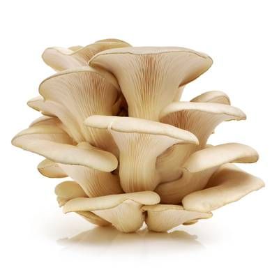 Champignon Pleurote