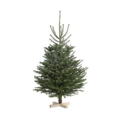 Naudet - Pépinières Sapin sur pied Nordmann Naturel, 100/125 cm