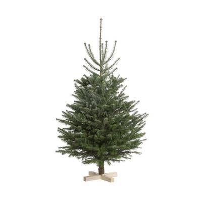 Naudet - Pépinières Sapin sur pied Nordmann Naturel, 100/125 cm