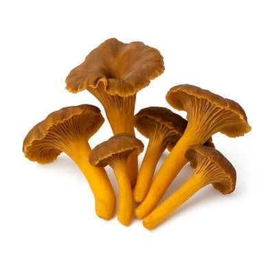 Paris Saveurs Champignon Chanterelle Grise, Barquette de 200g