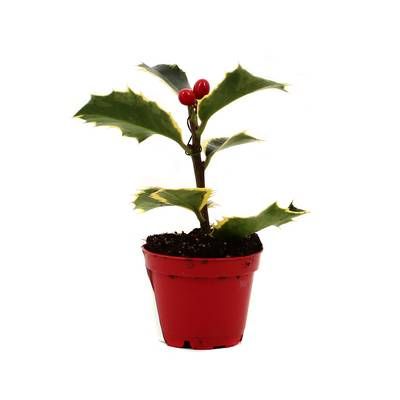 Houx doré (mini), 1 pot