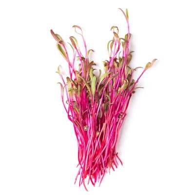 Germe de Betterave, Barquette de 50g