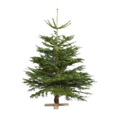 Naudet - Pépinières Sapin sur pied Nordman Naturel, 125/150 cm