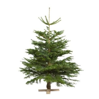 Naudet - Pépinières Sapin sur pied Nordman Naturel, 125/150 cm