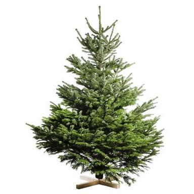Naudet - Pépinières Sapin sur pied Nordmann Naturel, 150/175 cm