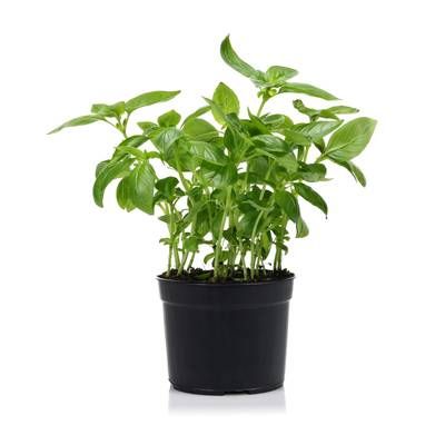 Basilic Biologique (petit), 1 Pot