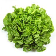 Feuille de Chêne Verte, 1 Pièce