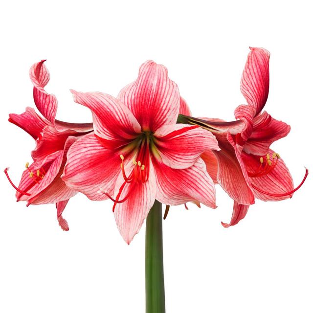 2050000412509 - - Amaryllis blanc/ rouge