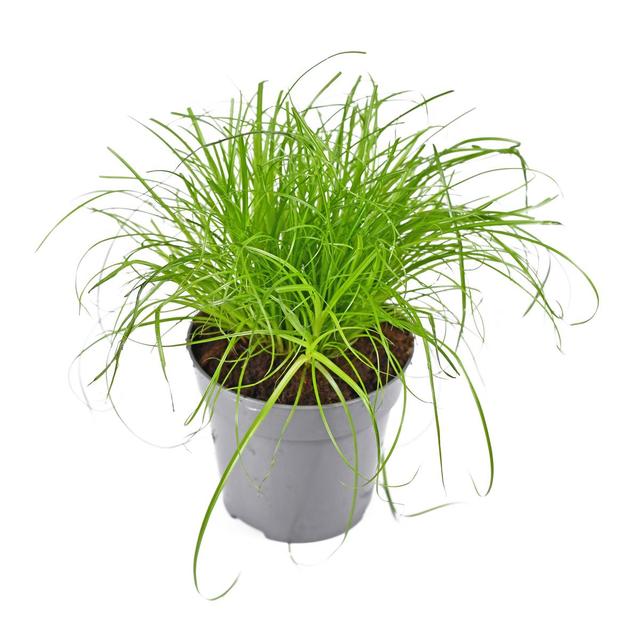 8712815798943 - - Herbe à Chat