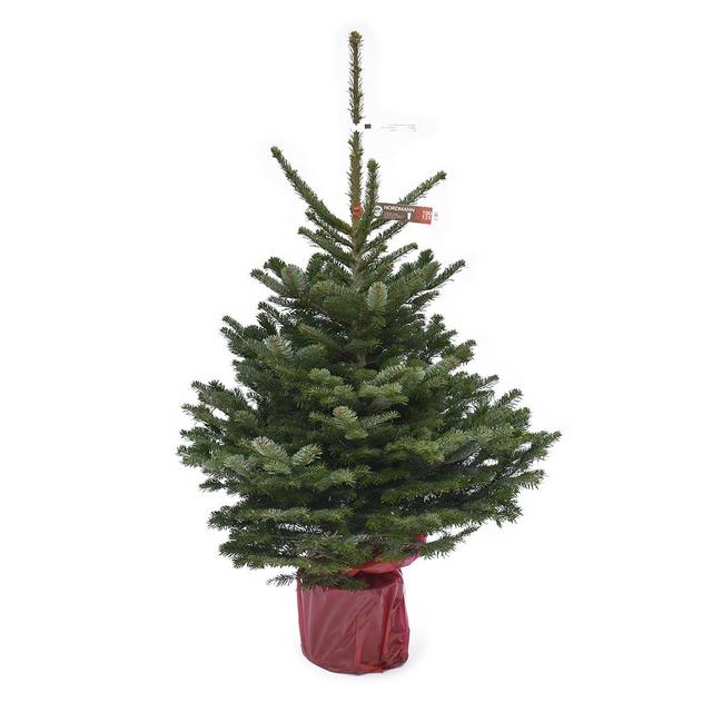 3546869521715 - Naudet - Pépinières - Sapin en pot Nordmann Naturel en pot