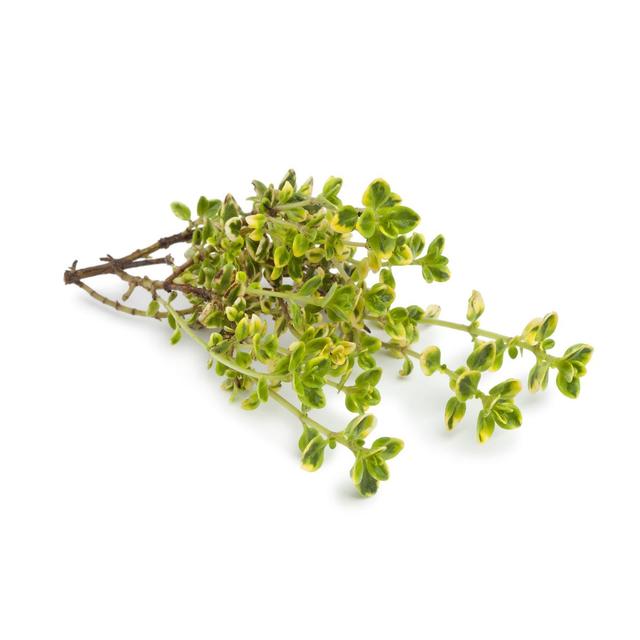 3411060070242 - - Thym Citron