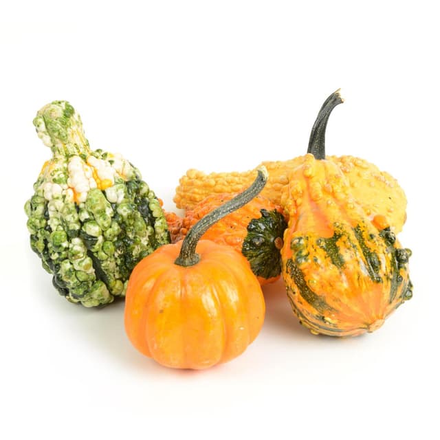 2050000425592 - - Coloquinte Décorative (non comestible)