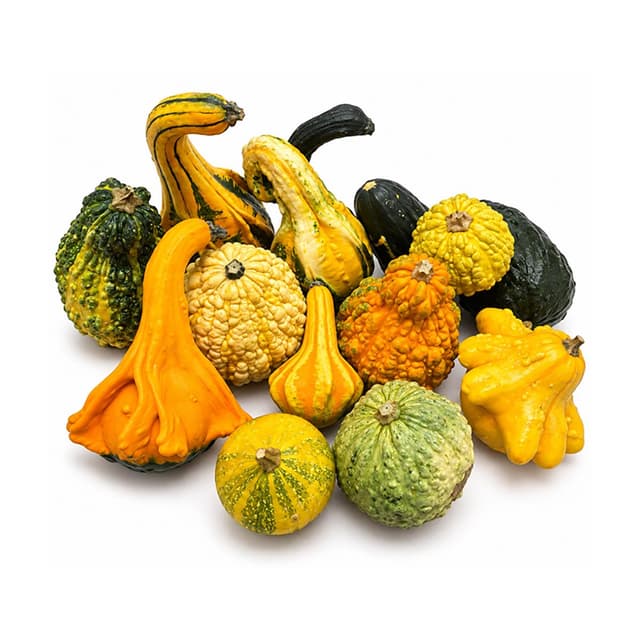 2050000425592 - - Coloquinte Décorative (non comestible)