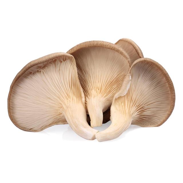 3700758906995 - - Champignon Pleurote