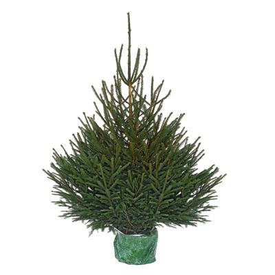 3546869520589 - Naudet - Pépinières - Sapin en pot Epicea Excelsa Naturel