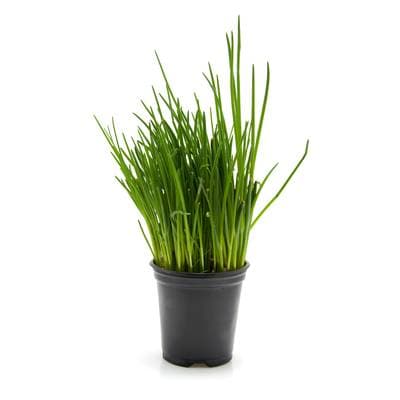 Les Paysans Bio Ciboulette Biologique, 1 Pot